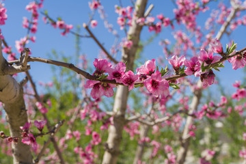 Beautiful pink peach flowers petals and trees blooming on a spring sunny day