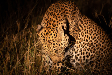 Leopard at night in the light of a spotlight with a kill