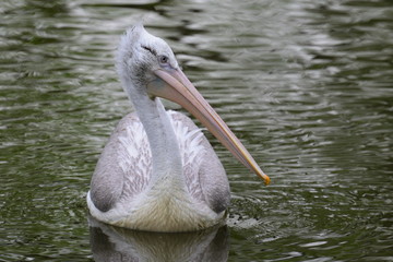 Pelicans in the park pond