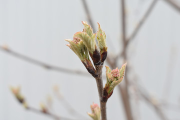 Young twig close-up.