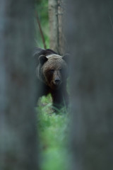 Brown bear looking between the trees. Bear behind the trees.