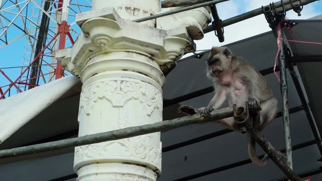 A cynomolgus monkey sitting on a framework starts piddling
