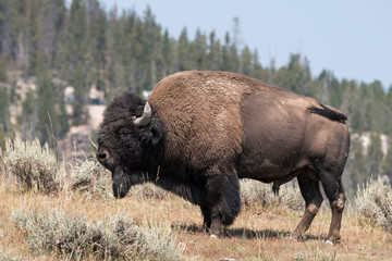 bison change the fur in Antelope island state park in Utah © sergioboccardo