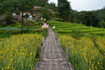 Rizières Pai Thaïlande