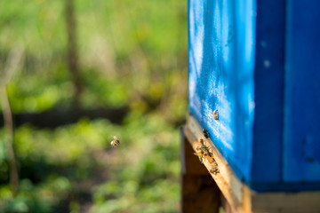 Bees working at the entrance to the hive. Bees carry bee pollen and nectar. Close-up of the entrance to the hive. Blue beehive.