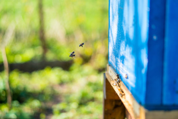 Bees working at the entrance to the hive. Bees carry bee pollen and nectar. Close-up of the entrance to the hive. Blue beehive.