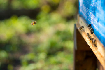 Bees working at the entrance to the hive. Bees carry bee pollen and nectar. Close-up of the entrance to the hive. Blue beehive.