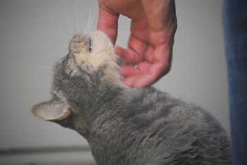 Chat