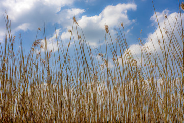 Lakeside rushes against a cloudy sky
