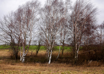 birch groove at the countryside