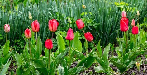 Red tulips in the flower garden among the greenery_