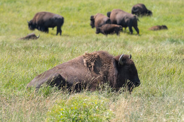 bison change the fur in Antelope island state park in Utah