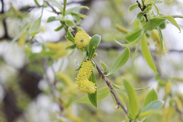 Obraz premium weeping willow in the forest