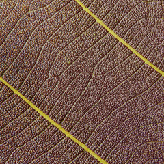 Fototapeta na wymiar leaf texture closeup ( teak leaf )