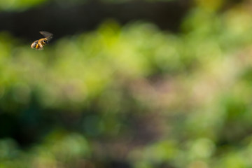 Beautifully blurred green background with a bee caught in flight to the hive. Beautiful spring background.
