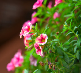 Small flowers at botanic garden