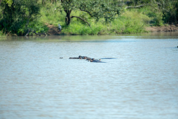 Fototapeta na wymiar Hippo pod relaxing in the water