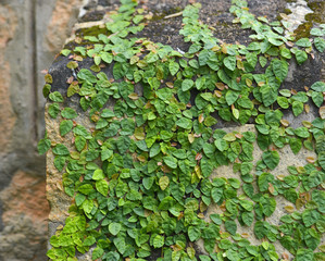 Green leaf vine plant cover wall brick concrete