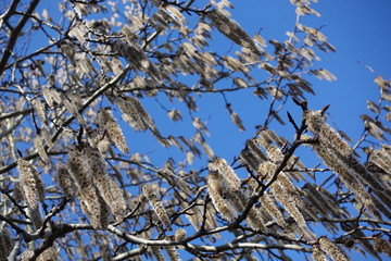 Flowering branches of the aspen tree with earrings in early spring, landscape
