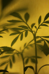 plant and shadows in close up for background