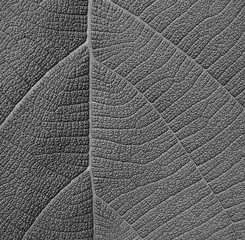 Obraz premium gray leaf texture