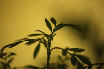 plant and shadows in close up for background