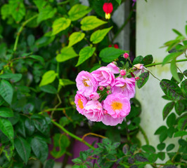 Roses blooming at spring garden