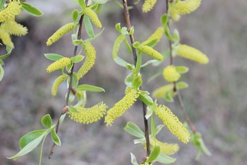 weeping willow in the forest
