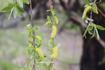 weeping willow in the forest