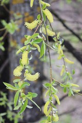weeping willow in the forest