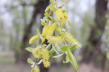 weeping willow in the forest