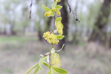 weeping willow in the forest