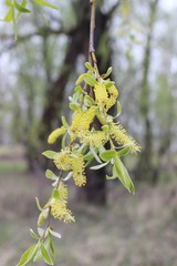 weeping willow in the forest