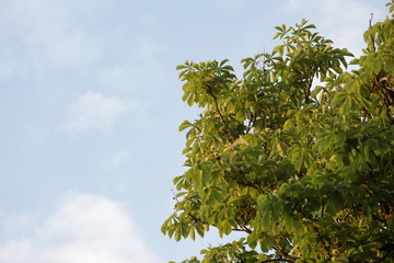 tree and sky