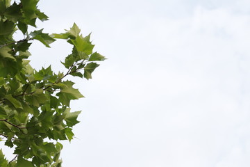 leaves and sky