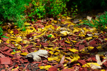 Multicolored bright flower mulching using yellow and red pine shavings. The combination of yellow...
