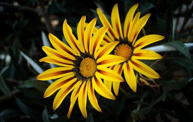 Yellow flowers photo with shallow depth of field Color toned image. Selective focus.
