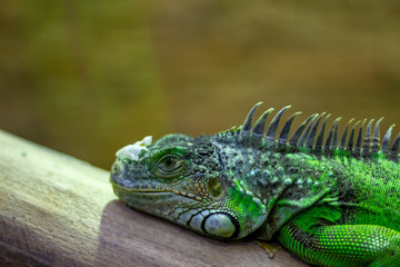 A bright large green iguana lizard with a sharp crest rests lying on a tree. Chameleon iguana resting on a wooden log.
