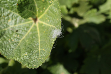Frühjahr, Blatt, grün, Pflante, Sonnenlicht, Makro, Haare, Zartheit