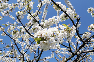 White cherry tree blossom in springtime against blue sky