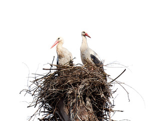 Stork's nest on a branch of a tree with two storks. Isolated on white background.