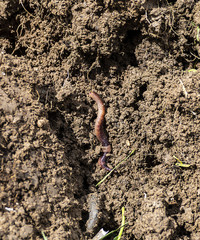 worms in the soil,Worm is moving in the soil,