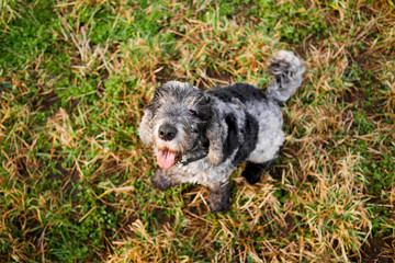Dog sitting in the grass