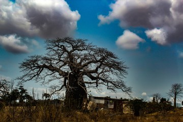 Baobah em Angola