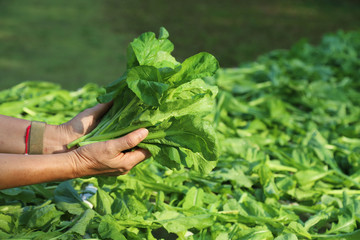 Closeup of Asian woman's hands showing green vegetable with garden background under bright sunlight. Preparing for healthy family food.