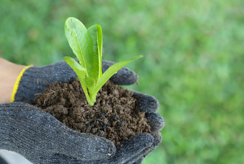 Closeup of cos vegetable sprout and soil in woman's hands with black gloves in the garden. Symbol of global friendly practice. 