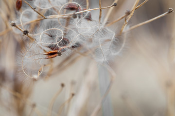 Clematis branch with dry inflorescences in fog. Ready photo background. Soft focus. Macro.