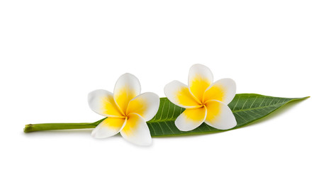 Frangipani flowers © Scisetti Alfio