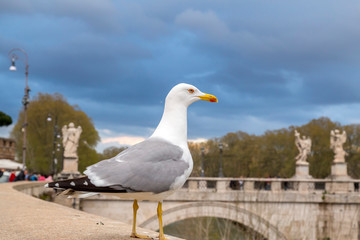 Seagull standing on the riverbank of Tiber, Rome, Italy
