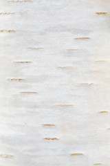 Texture of a birch bark of a young tree. Macro. Wallpaper.
